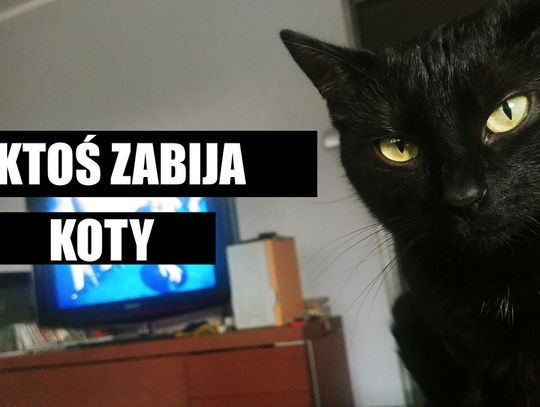 W Jelczu-Laskowicach ktoś krzywdzi koty