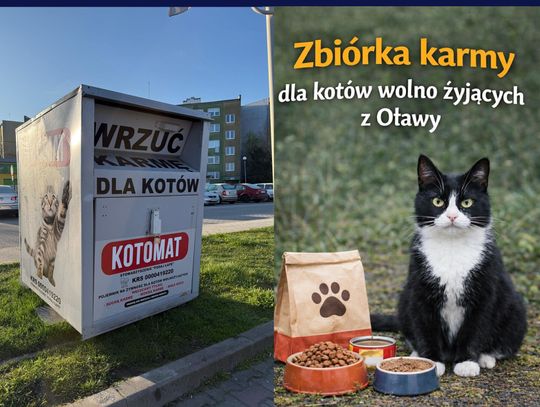 W Oławie żyje ok.100 bezdomnych kotów. Oni to policzyli i proszą o karmę