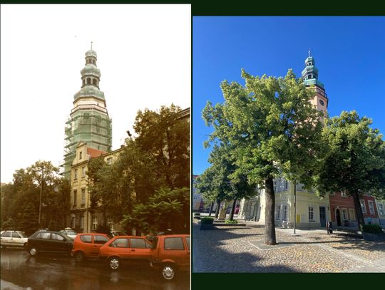 W tym roku mija 100 lat od posadzenia lip wokół ratusza - cz. II