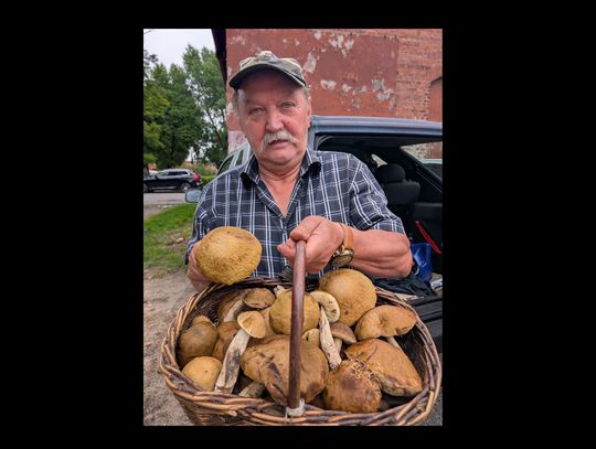 Wczesny sezon na grzybobranie. Naukowcy tłumaczą dlaczego i jak zbierać