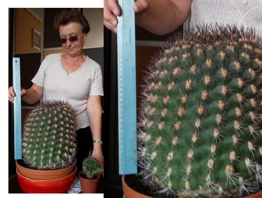 Wielki kaktus trzech dekad
