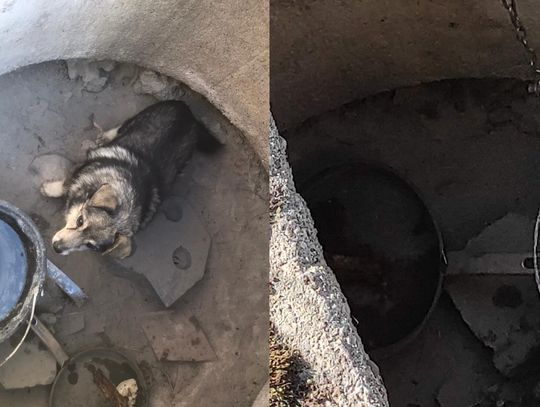 Więził psa w studni... Na szczęście zareagowali sąsiedzi