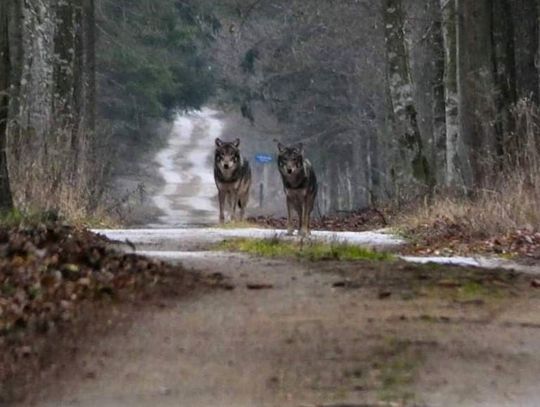 Wilki w naszych lasach