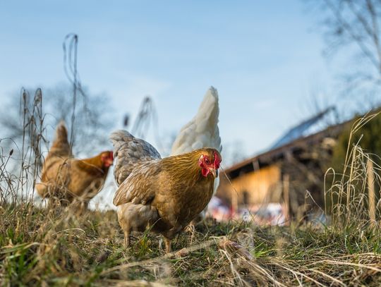 Wirus po sąsiędzku - weterynarz ostrzega i nakazuje