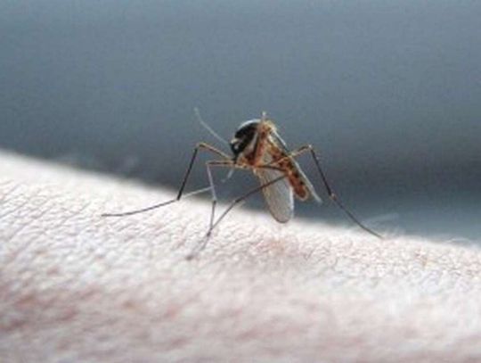 Wojna z komarami