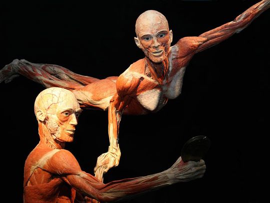 Wystawa BODY WORLDS powraca do Wrocławia z nową odsłoną!