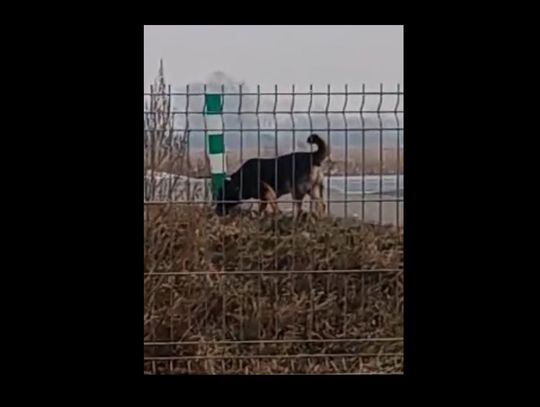 Zaatakował 3-letnią dziewczynkę. Czy ktoś rozpoznaje tego psa?