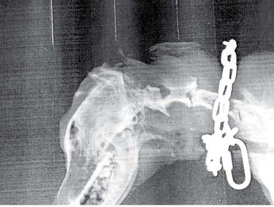 Zabiła, bo... ucieszył się na jej widok