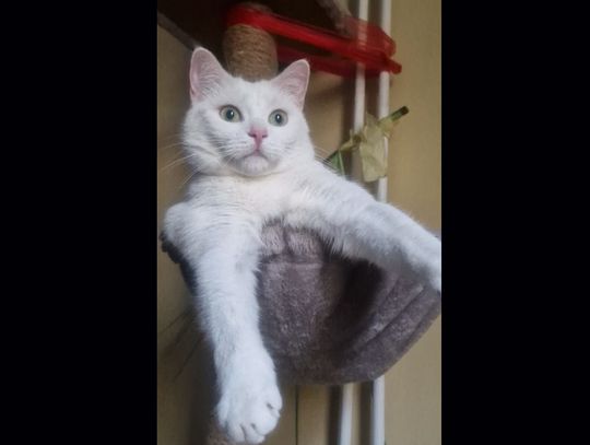 Zaginęła kotka - jest nagroda