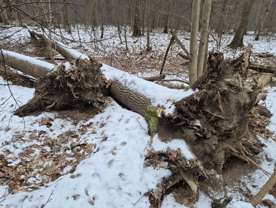 Zakaz wstępu do lasu przedłużono do końca maja Zakaz wstępu do lasu przedłużono do końca maja