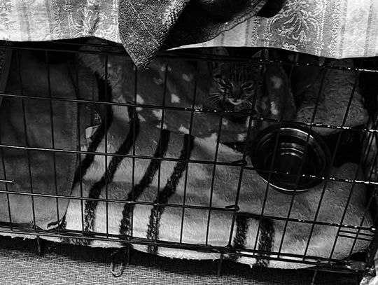 Zaniepokojenie kocim tyfusem podczas dnia otwartego w schronisku