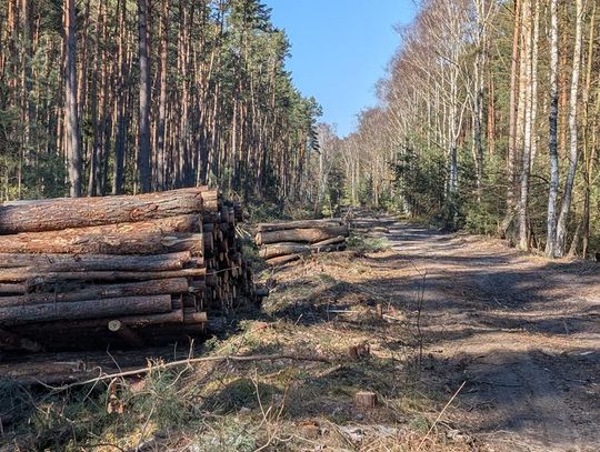 Zaniepokojony czytelnik pyta o tę wycinkę. Mamy odpowiedź