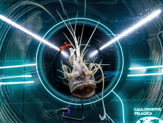 Zanurz się w morskie głębiny w Hydropolis