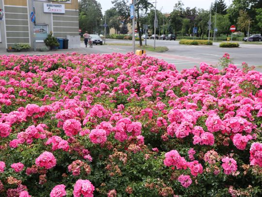 Zaopiekują się miejskimi klombami za 122 tys. zł