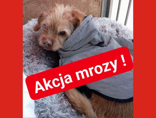 Zapowiada się tęgi mróz. Potrzebne domy tymczasowe