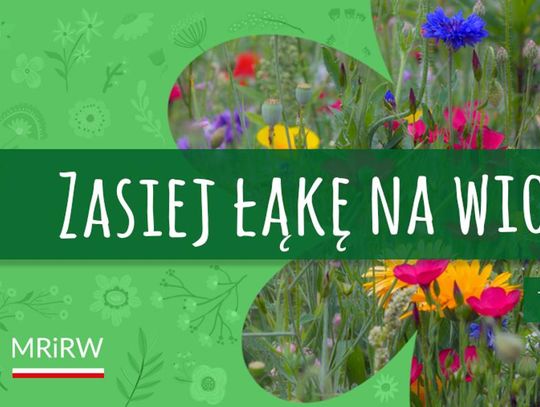 Zgłoś placówkę oświatową, a dostaniesz nasiona na kwietną łąkę