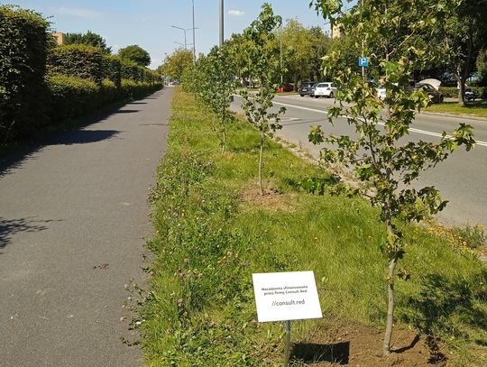 Zieleń na plan, czyli kolejne nasadzenia w Oławie