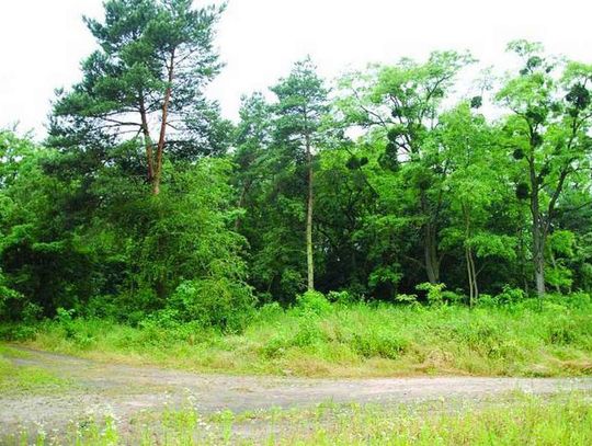 Zielone płuca Stanowic zagrożone?