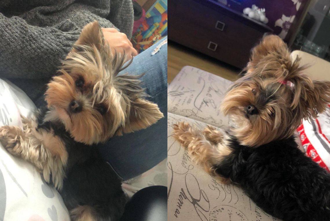 1000 złotych nagrody! Gdzie jest Tosia?