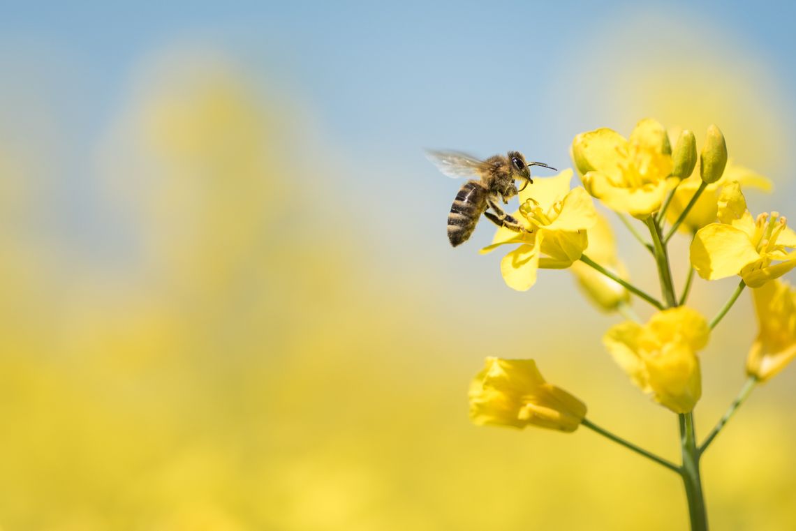 20 maja to Dzień Pszczół. Dlaczego są w niebezpieczeństwie i jak im pomóc?