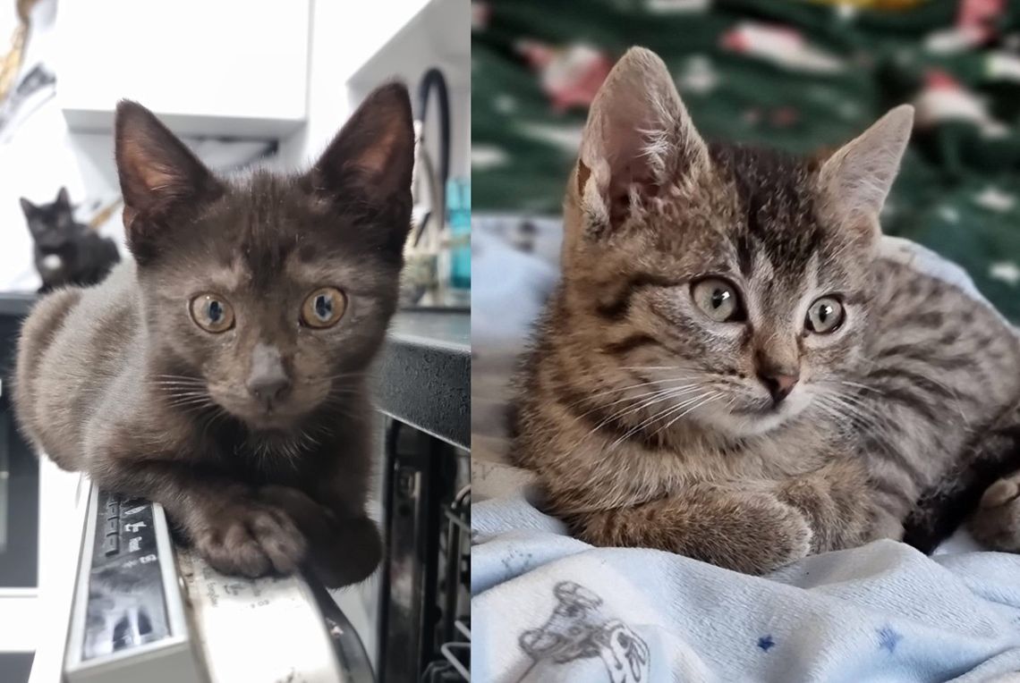 4-miesięczne urocze kocurki szukają domu