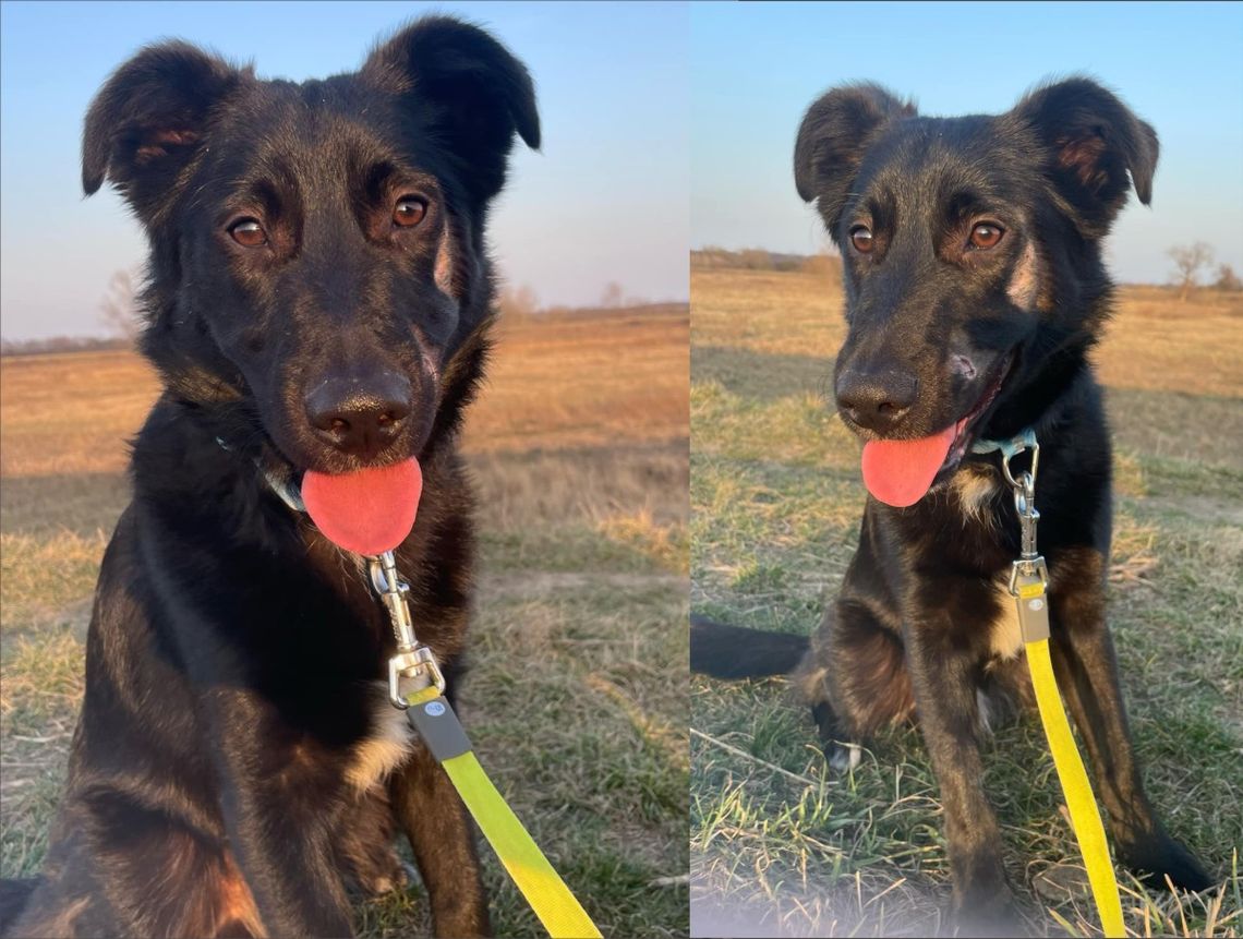 5-miesięczny Olafek szuka domu