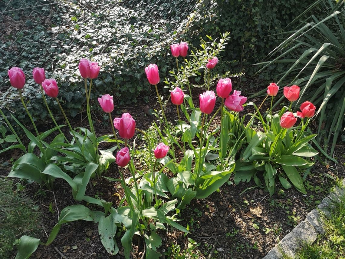 A może też tulipany?