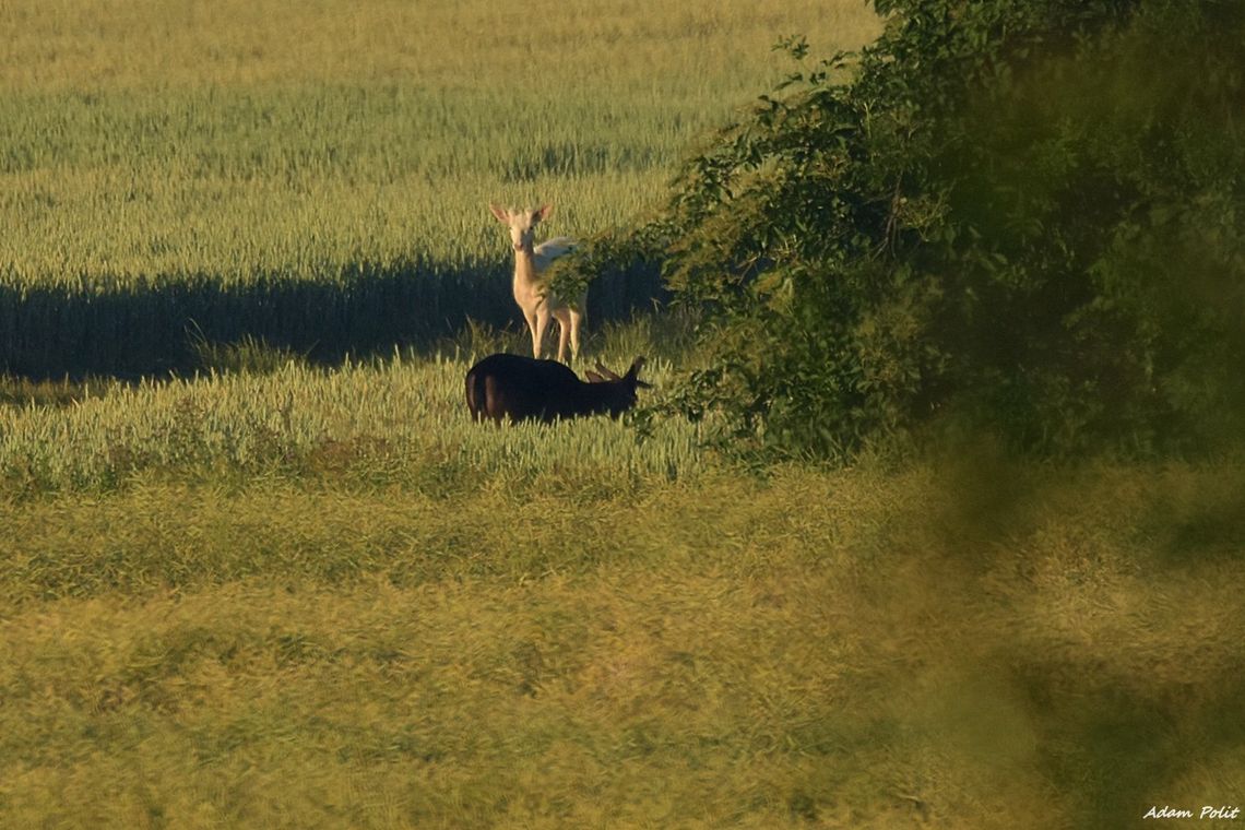 Adam Polit sfotografował coś bardzo rzadkiego! To naprawdę niesamowite