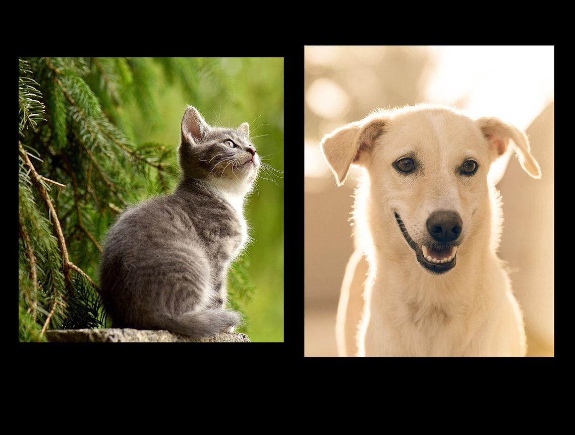 Akcja – Kastracja w gminie Oława. Nabór wniosków od 15 do 19 września