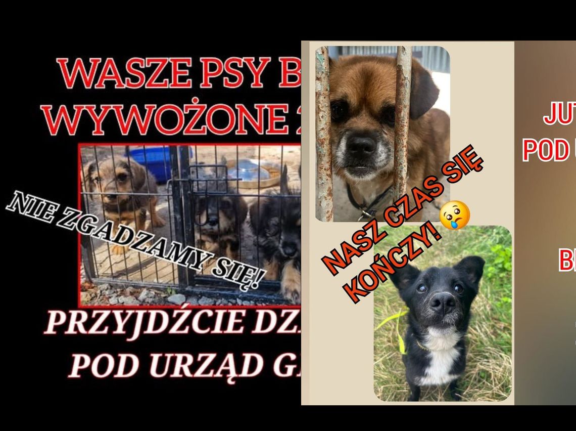 Awantura o bezdomne zwierzęta cd.