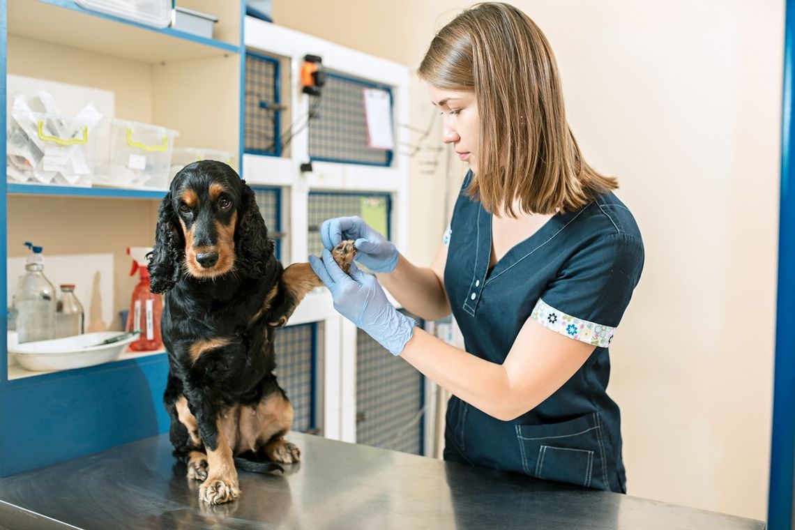 Badania profilaktyczne psa – co, dlaczego i jak często powinniśmy badać?
