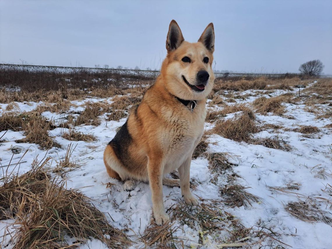 Balbinka od 2 lat szuka domu Balbinka od 2 lat szuka domu