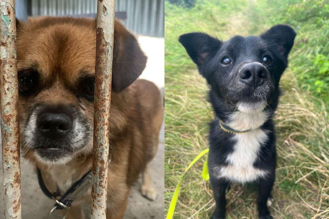 Batman i Romuś szukają domu. "W ciągu paru dni zostaną wywiezione" Batman i Romuś szukają domu. "W ciągu paru dni zostaną wywiezione"