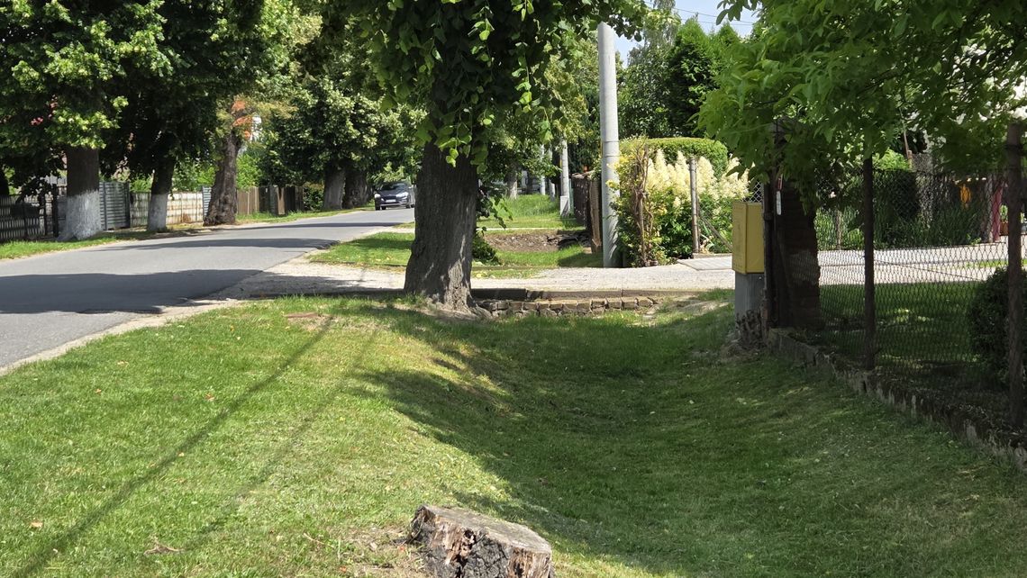 Chodnika ma powstać między ogrodzeniami, a  lipami