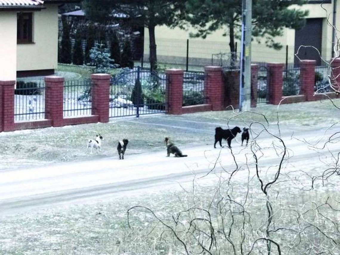 Bezdomne psy - problem mieszkańców i gminy