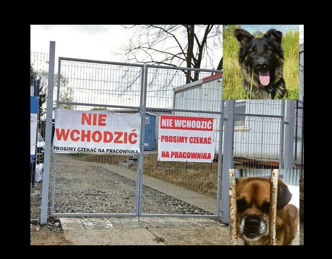 Bezdomne zwierzęta zostaną w Oławie. Na razie. A co dalej?