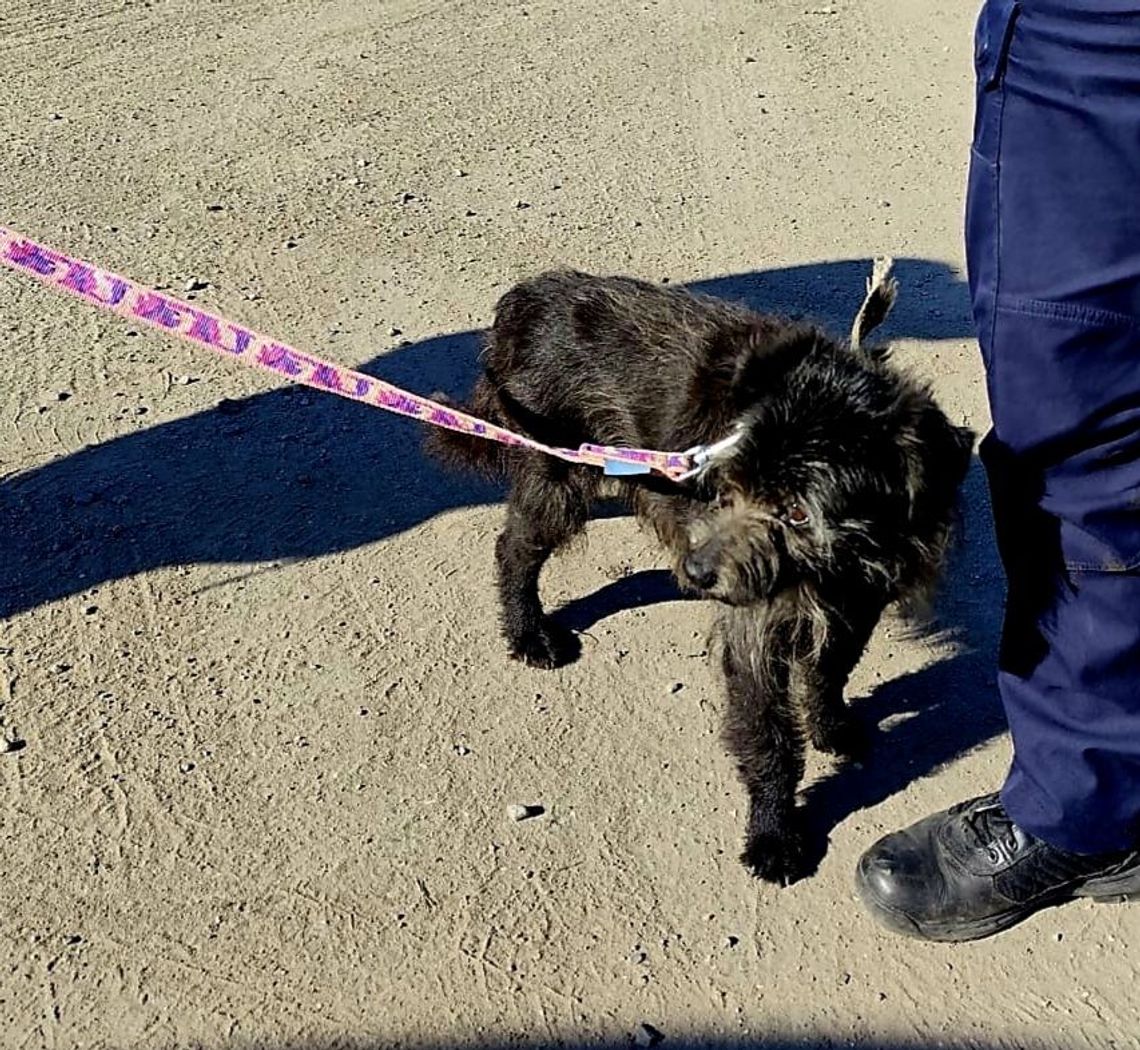 Błąkał się w Ścinawie