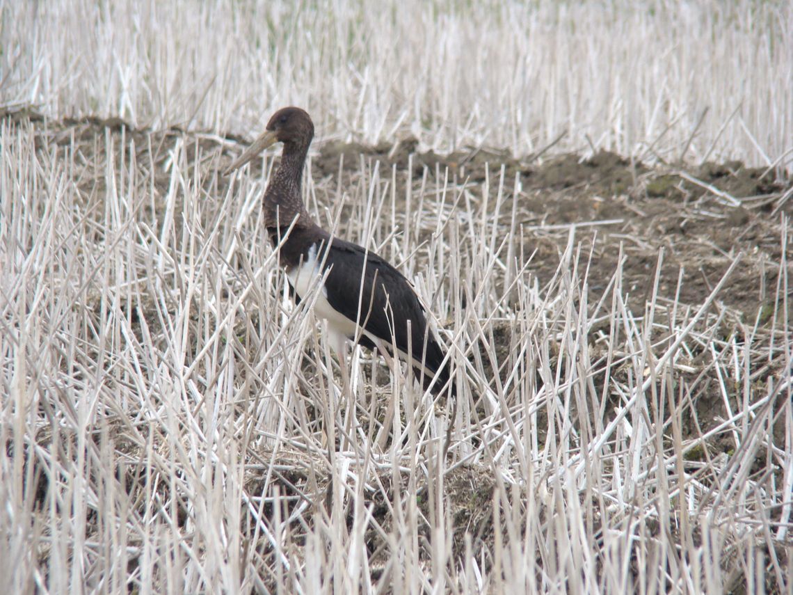 Bocian czarny pod Oławą