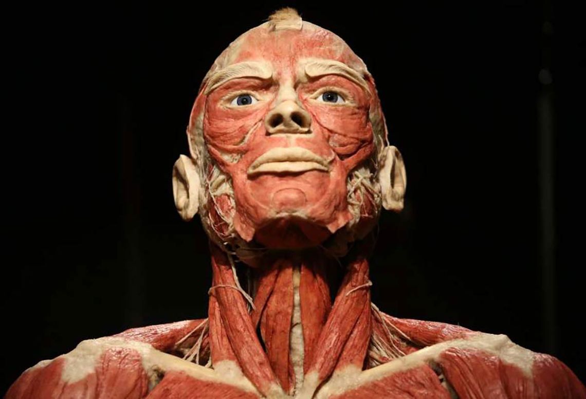 BODY WORLDS