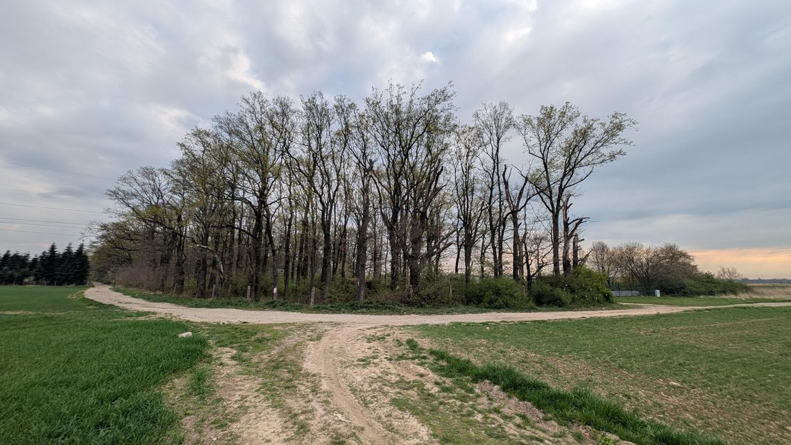 Burmistrz mówi, że nie wie, dlaczego był taki wniosek ZWiK w sprawie "lasku"