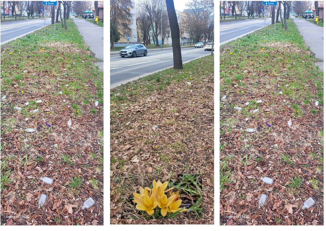 Butelki zamiast krokusów? Chyba tego nie chcemy Butelki zamiast krokusów? Chyba tego nie chcemy