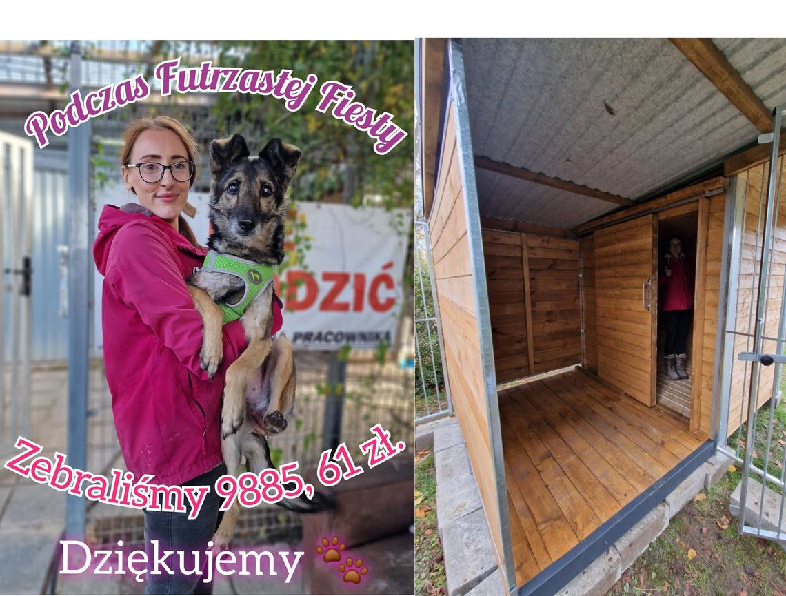 Była cieniem psa – żywym szkieletem. Teraz będzie miała dom i serce... Była cieniem psa – żywym szkieletem. Teraz będzie miała dom i serce...