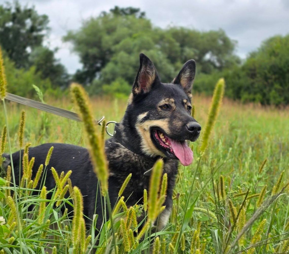 Bystry i sprytny jak ninja Bajt szuka domu Pies do adopcji Oława