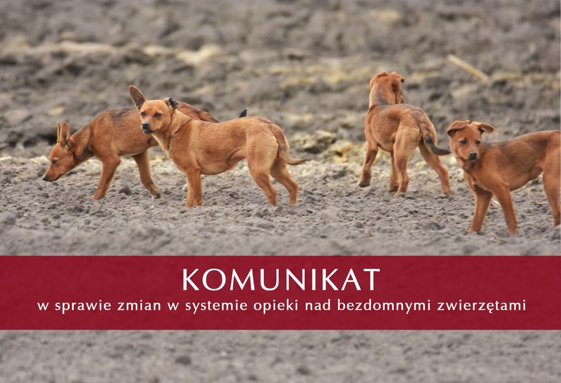 Co dalej ze zwierzętami? Gmina Oława tłumaczy