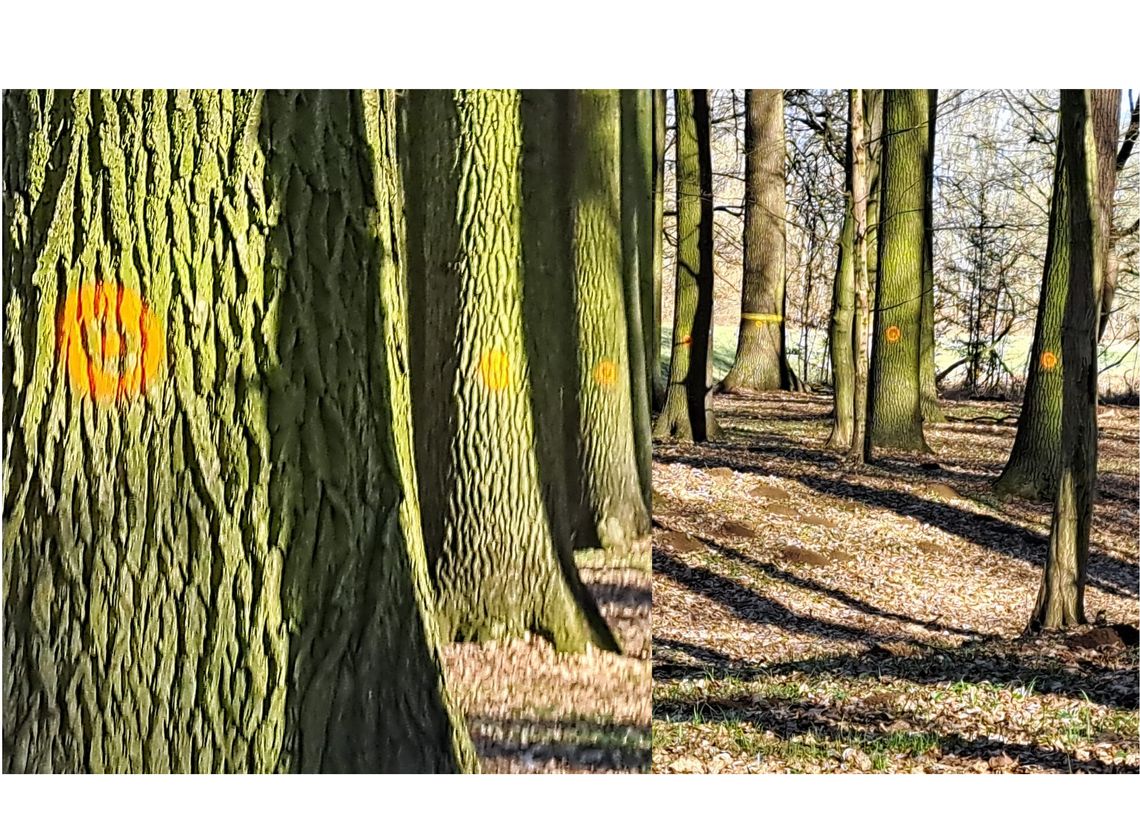 Co znaczą te kropki na pniach drzew?