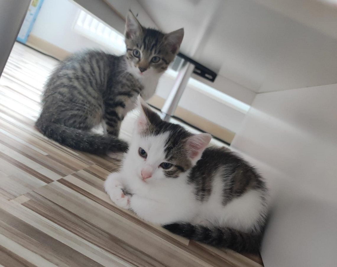 Cudna kotka i jej dwie córeczki szukają kochających opiekunów Cudna kotka i jej dwie córeczki szukają kochających opiekunów