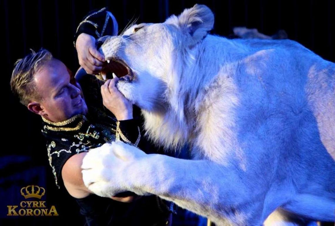 Cyrk KORONA w Jelczu-Laskowicach. Mamy bilety! Cyrk KORONA w Jelczu-Laskowicach. Mamy bilety!