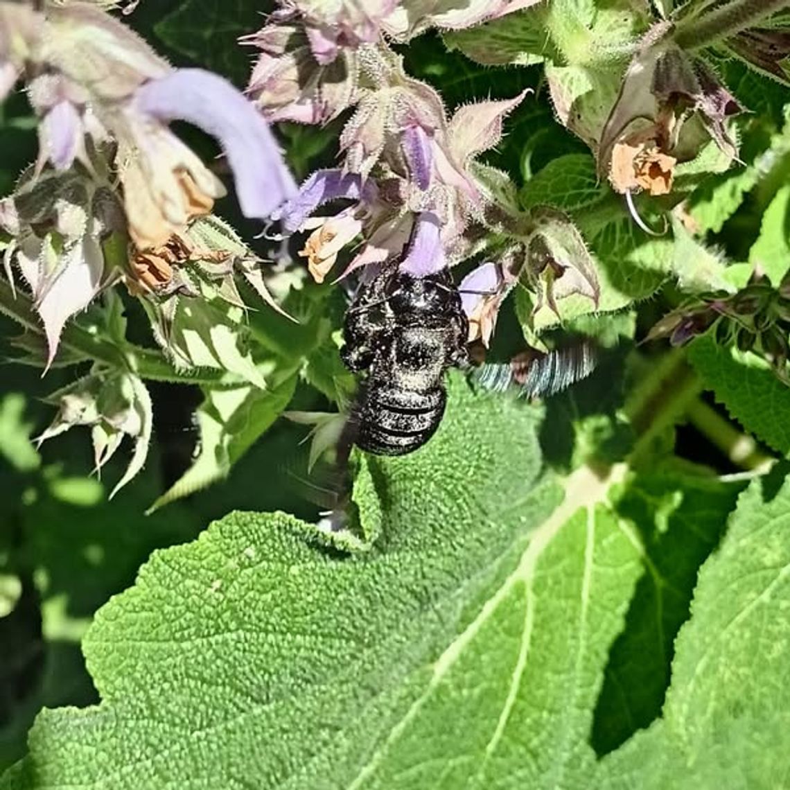Czarna pszczoła na działce pani Magdy