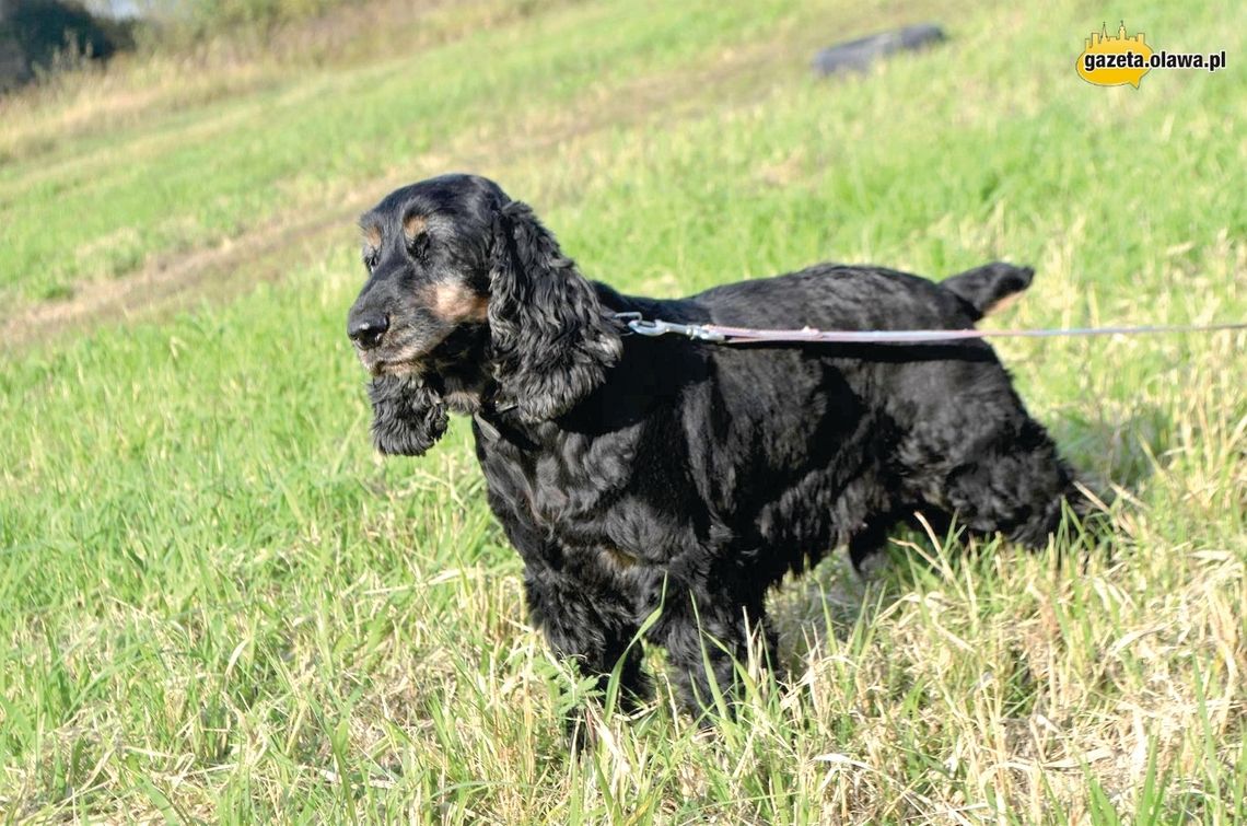 Czarny, podpalany, wykastrowany cocker spaniel, tel. 608-226-996