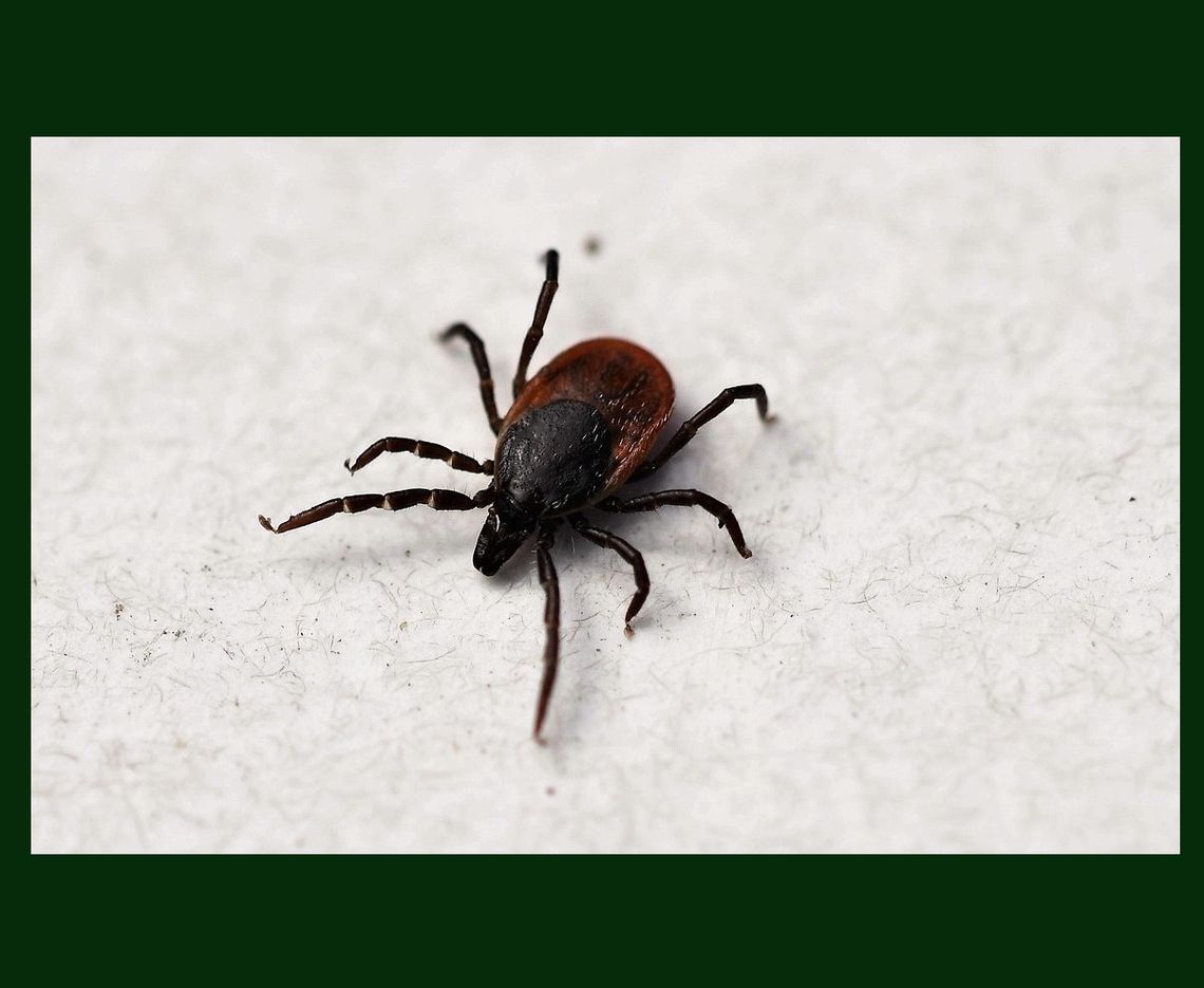 Czy mroźna zima sprawi, że komarów i kleszczy będzie mniej? Czy mroźna zima sprawi, że komarów i kleszczy będzie mniej?